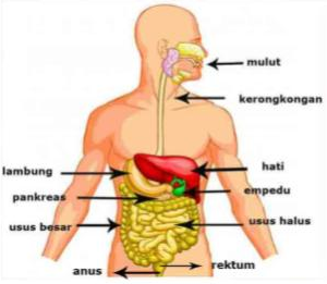 Detail Gambar Pankreas Manusia Nomer 17