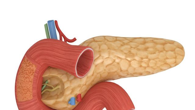 Detail Gambar Pankreas Manusia Nomer 22