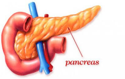 Detail Gambar Pankreas Manusia Nomer 37