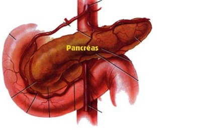 Detail Gambar Pankreas Manusia Nomer 49