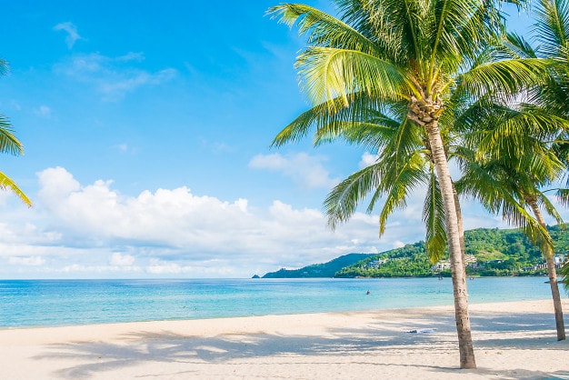 Detail Gambar Pantai Dengan Pohon Kelapa Nomer 11