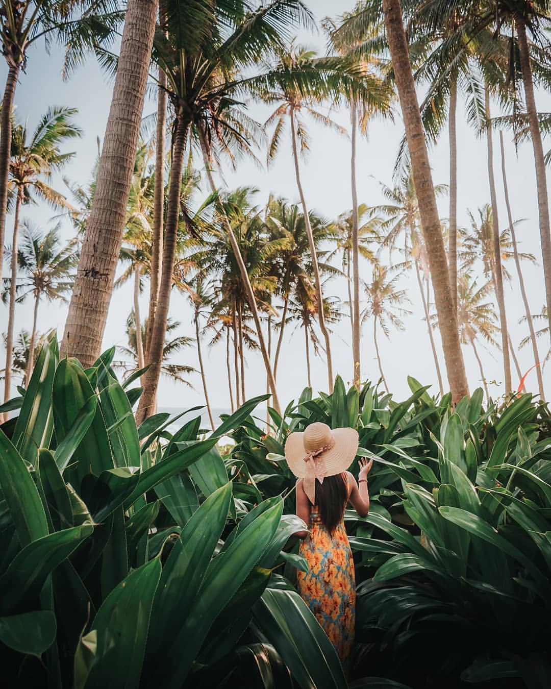 Detail Gambar Pantai Dengan Pohon Kelapa Nomer 41