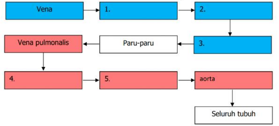 Detail Gambar Partikel Pembuluh Darah Nomer 41