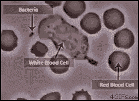 Detail Gambar Partikel Sel Darah Putih Nomer 4
