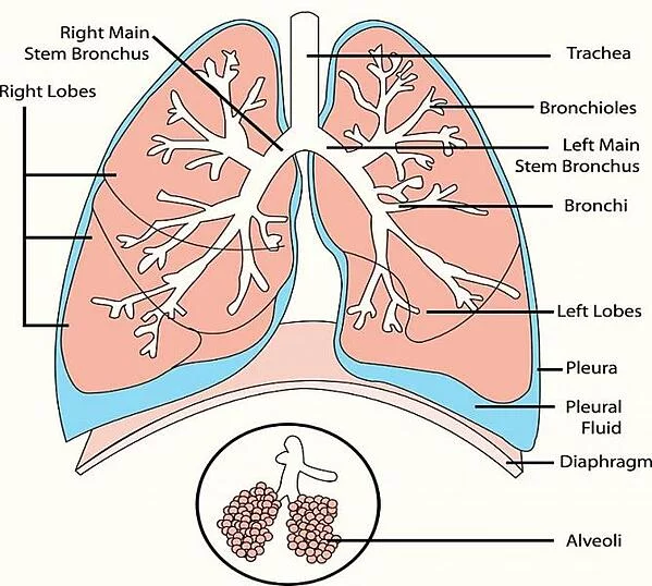 Detail Gambar Paru Ekskresi Manusia Nomer 11