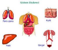 Detail Gambar Paru Ekskresi Manusia Nomer 15