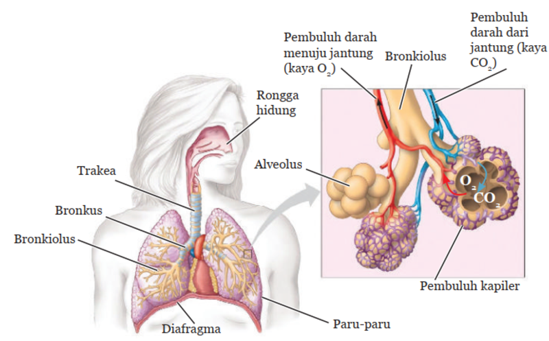 Detail Gambar Paru Ekskresi Manusia Nomer 17