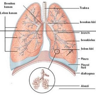 Detail Gambar Paru Ekskresi Manusia Nomer 20