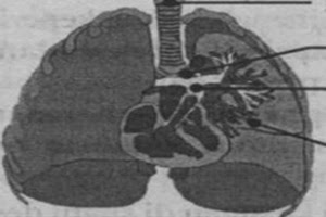 Detail Gambar Paru Ekskresi Manusia Nomer 37