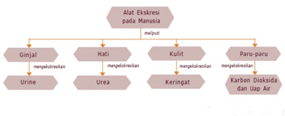 Detail Gambar Paru Ekskresi Manusia Nomer 44