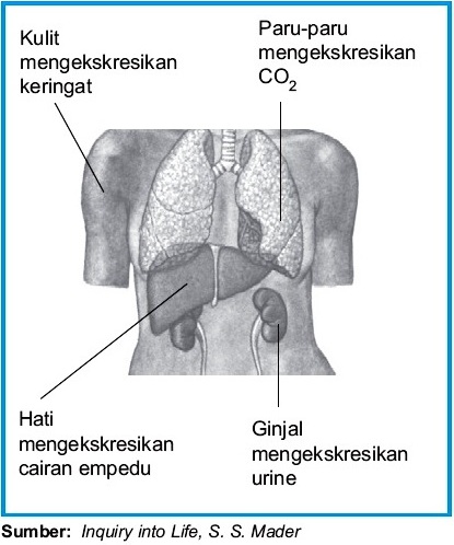 Detail Gambar Paru Ekskresi Manusia Nomer 45