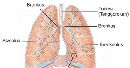 Detail Gambar Paru Ekskresi Manusia Nomer 8