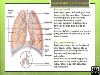 Detail Gambar Paru Ekskresi Manusia Nomer 9