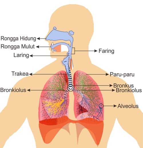 Detail Gambar Paru Paru Beserta Keterangannya Nomer 16