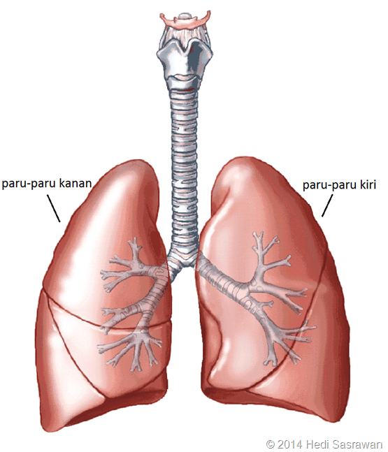 Detail Gambar Paru Paru Manusia Nomer 10