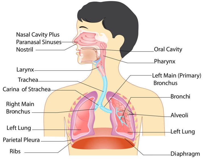 Detail Gambar Paru Paru Manusia Nomer 27