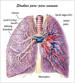 Detail Gambar Paru Paru Manusia Nomer 28