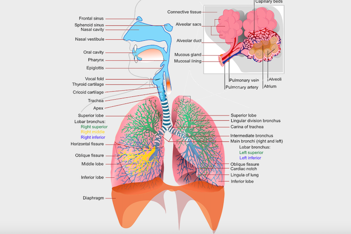 Detail Gambar Paru Paru Manusia Nomer 6