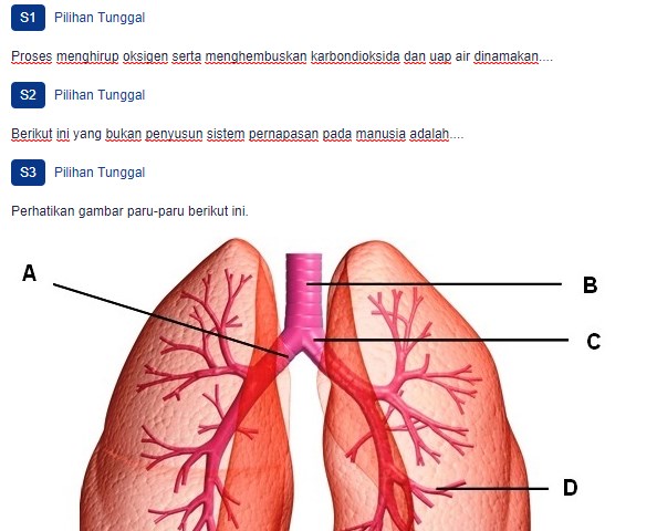 Detail Gambar Paru Paru Manusia Untuk Soal Nomer 3