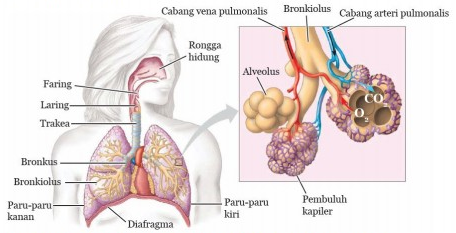 Detail Gambar Paru2 Dan Fungsinya Nomer 17