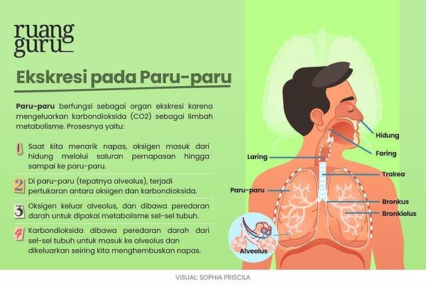 Detail Gambar Paru2 Dan Fungsinya Nomer 53