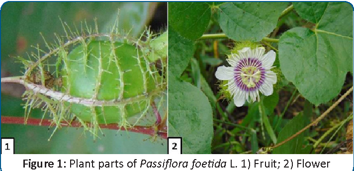 Detail Gambar Passiflora Foetida Nomer 15