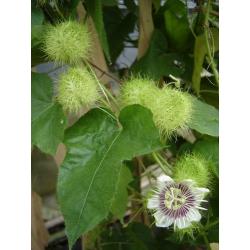 Detail Gambar Passiflora Foetida Nomer 16