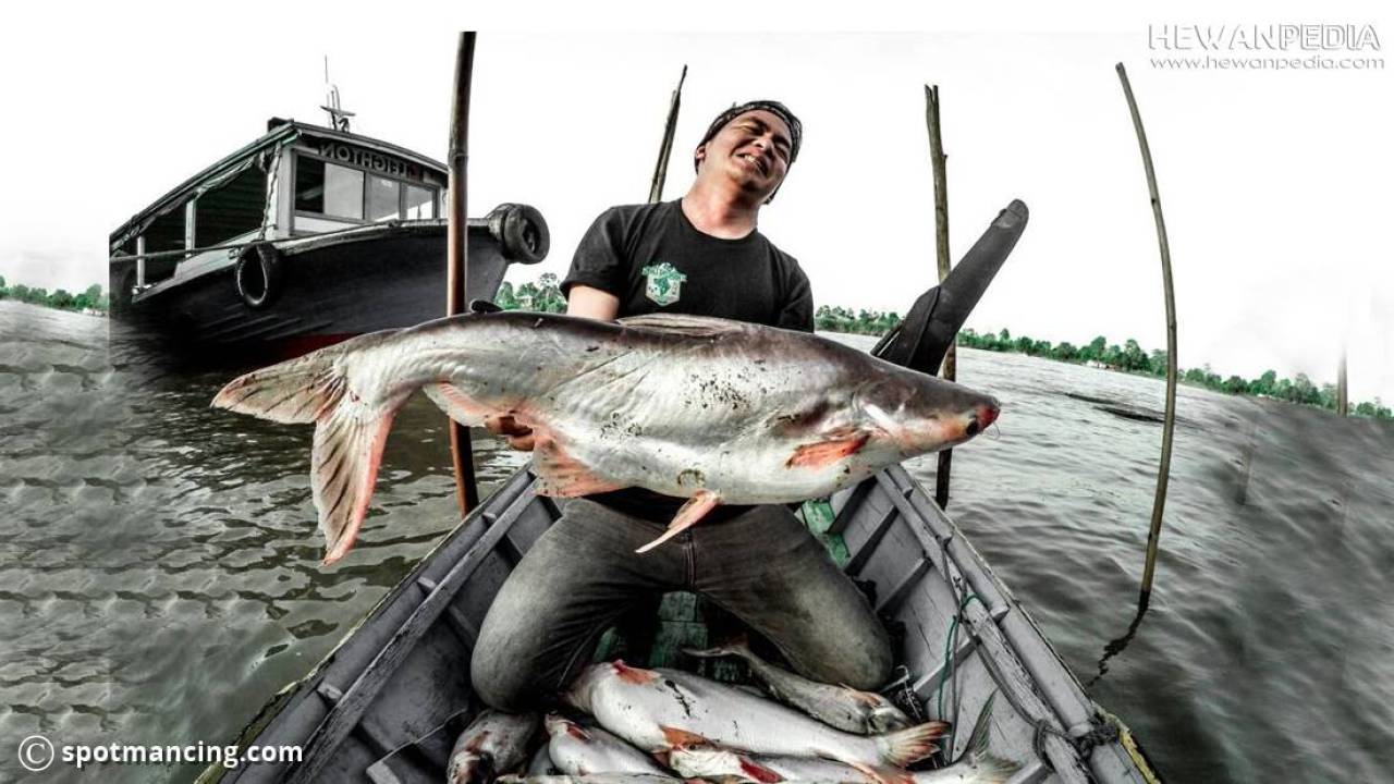 Detail Gambar Pemancing Dapat Ikan Besar Nomer 38