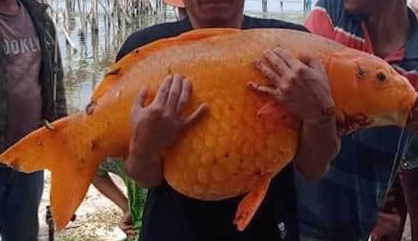 Detail Gambar Pemancing Dapat Ikan Besar Nomer 6