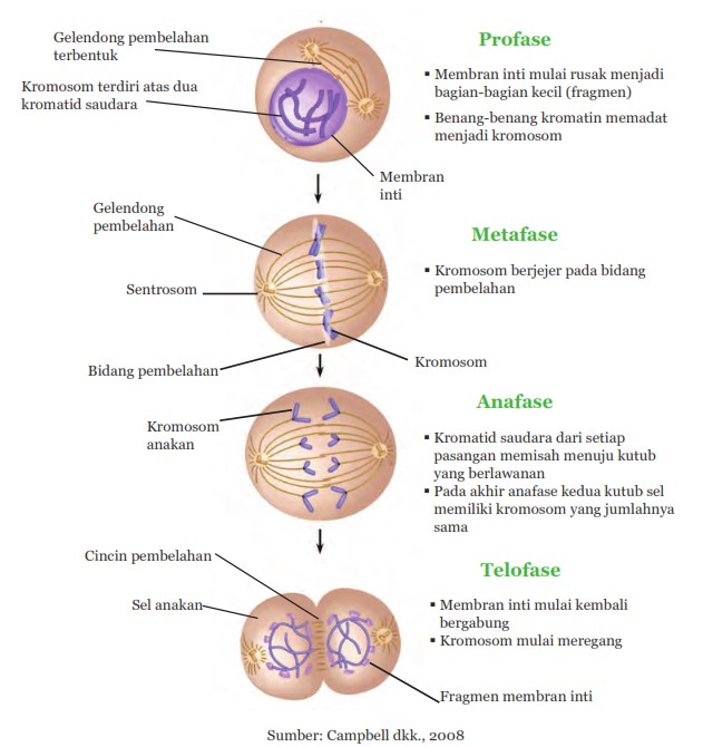 Gambar Pembelahan Sel Secara Mitosis Dan Meiosis - KibrisPDR