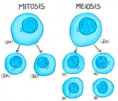 Detail Gambar Pembelahan Sel Secara Mitosis Dan Meiosis Nomer 21