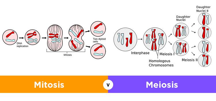 Detail Gambar Pembelahan Sel Secara Mitosis Dan Meiosis Nomer 25