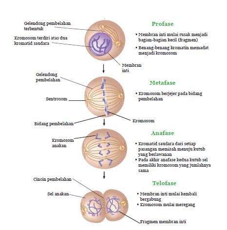 Detail Gambar Pembelahan Sel Secara Mitosis Dan Meiosis Nomer 26