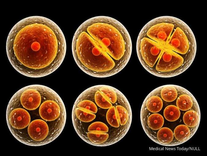 Detail Gambar Pembelahan Sel Secara Mitosis Dan Meiosis Nomer 28