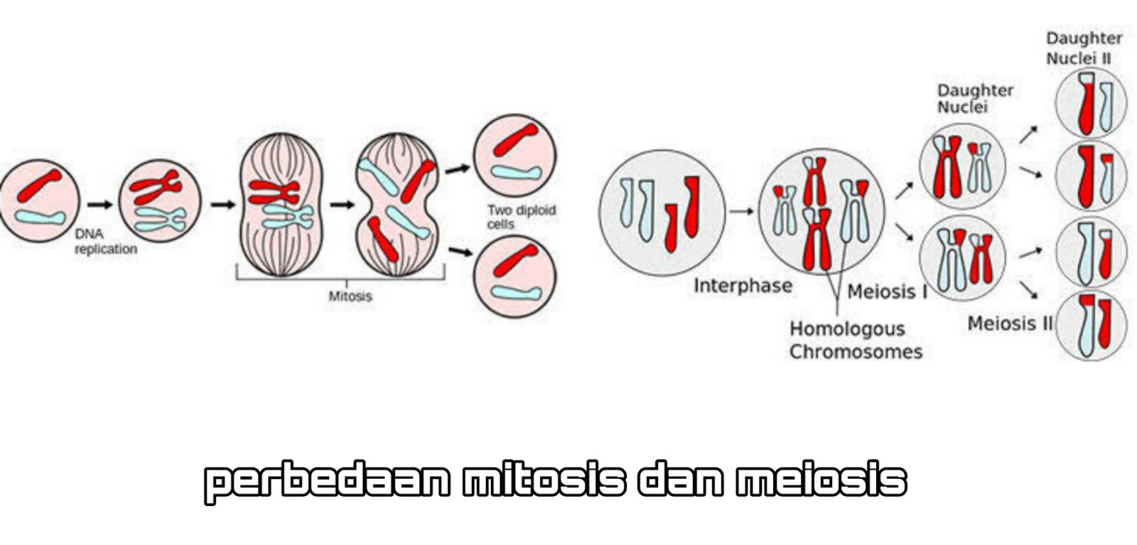 Detail Gambar Pembelahan Sel Secara Mitosis Dan Meiosis Nomer 37