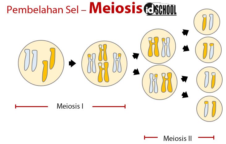 Detail Gambar Pembelahan Sel Secara Mitosis Dan Meiosis Nomer 42