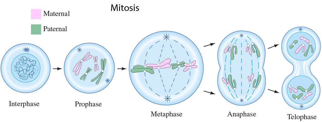 Detail Gambar Pembelahan Sel Secara Mitosis Dan Meiosis Nomer 47