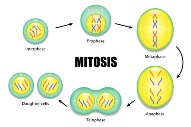 Detail Gambar Pembelahan Sel Secara Mitosis Dan Meiosis Nomer 10