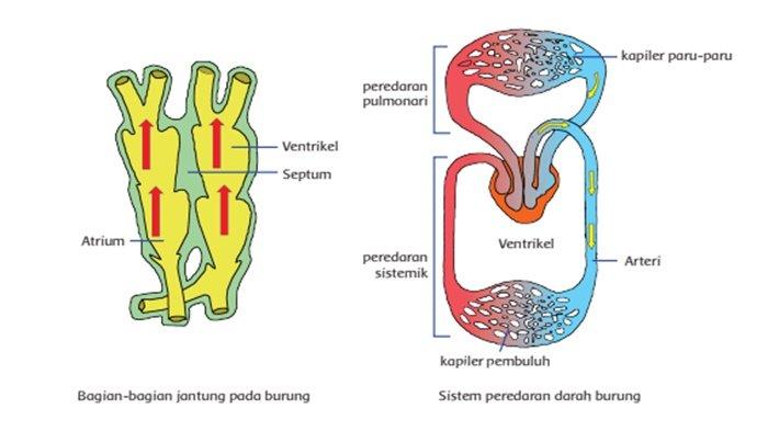 Detail Gambar Pembuluh Darah Dan Fungsinya Nomer 16