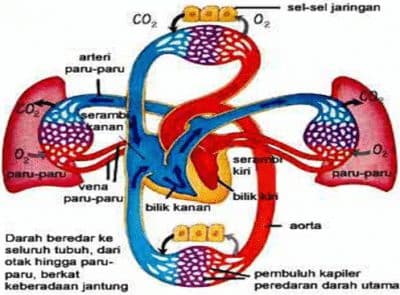 Detail Gambar Pembuluh Darah Dan Fungsinya Nomer 23