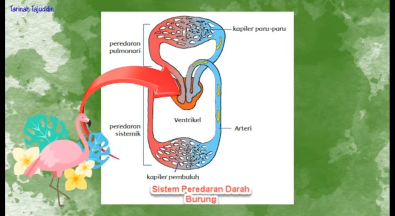 Detail Gambar Pembuluh Darah Dan Fungsinya Nomer 31