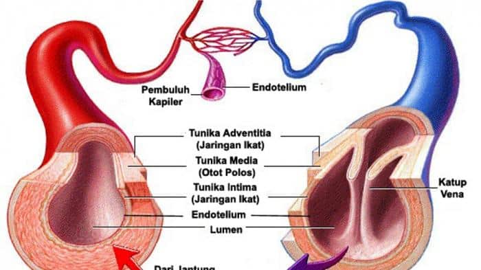 Detail Gambar Pembuluh Darah Dan Fungsinya Nomer 32