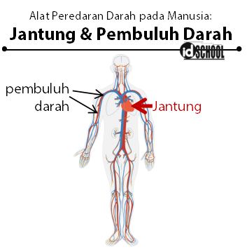 Detail Gambar Pembuluh Darah Dan Fungsinya Nomer 42