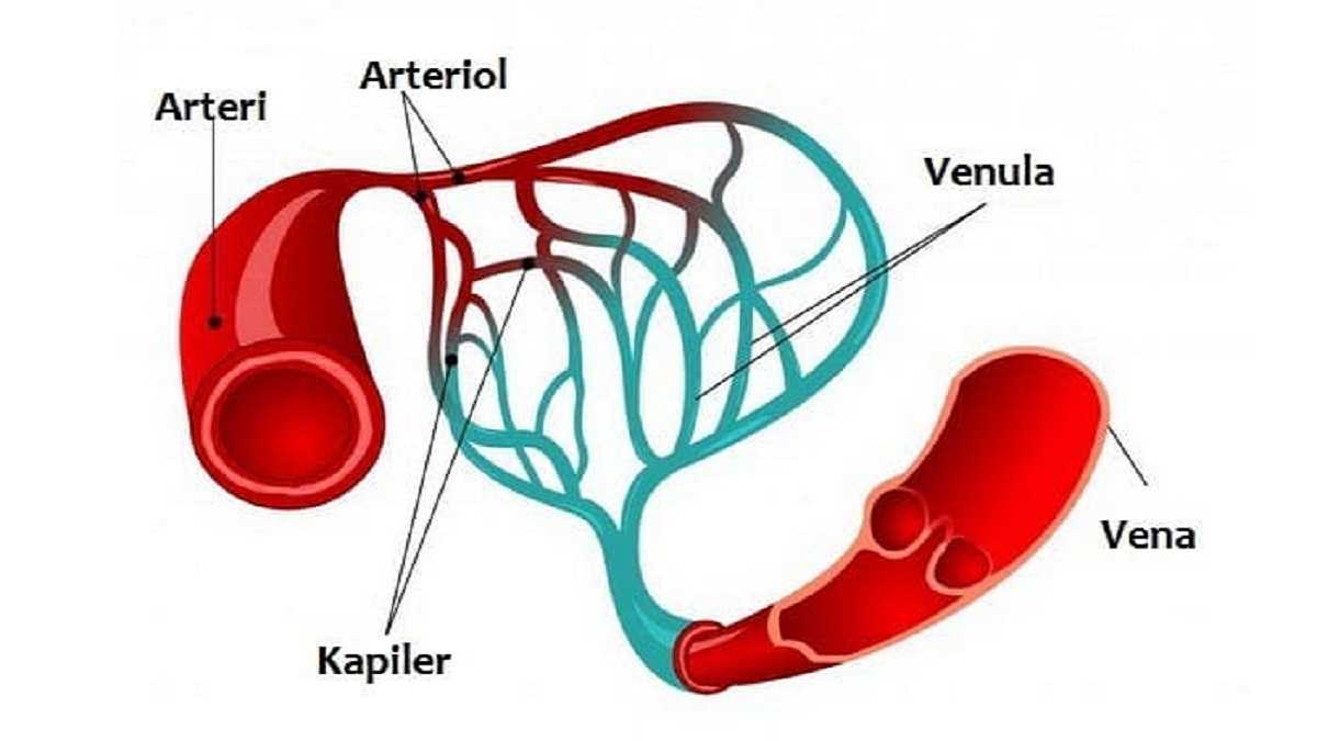 Detail Gambar Pembuluh Darah Dan Fungsinya Nomer 7