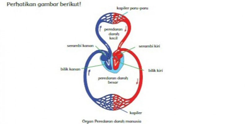 Detail Gambar Pembuluh Darah Manusia Nomer 20