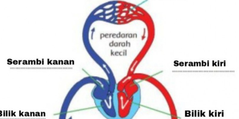 Detail Gambar Pembuluh Darah Manusia Nomer 41