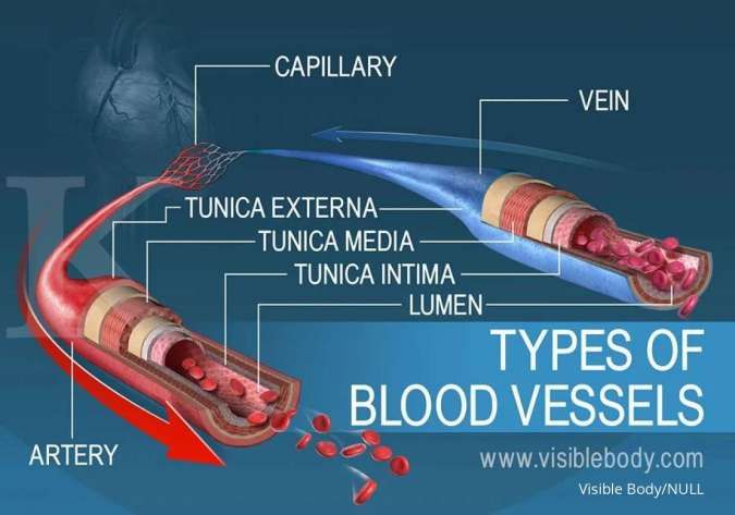 Detail Gambar Pembuluh Darah Manusia Nomer 44