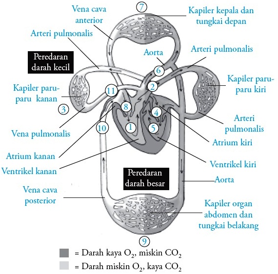 Detail Gambar Pembuluh Darah Manusia Nomer 47