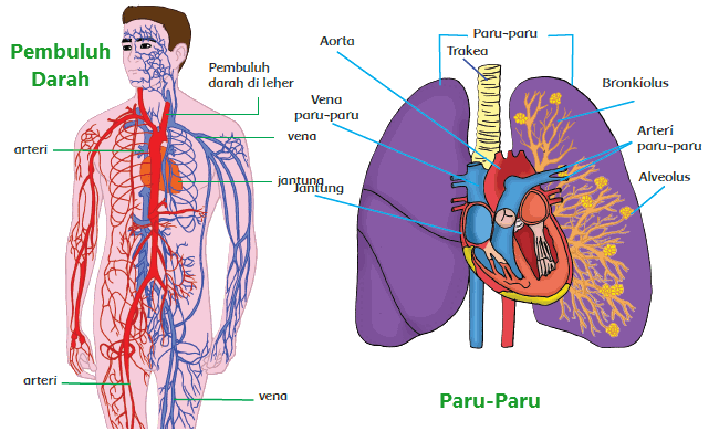 Detail Gambar Pembuluh Darah Manusia Yang Terluka Nomer 14