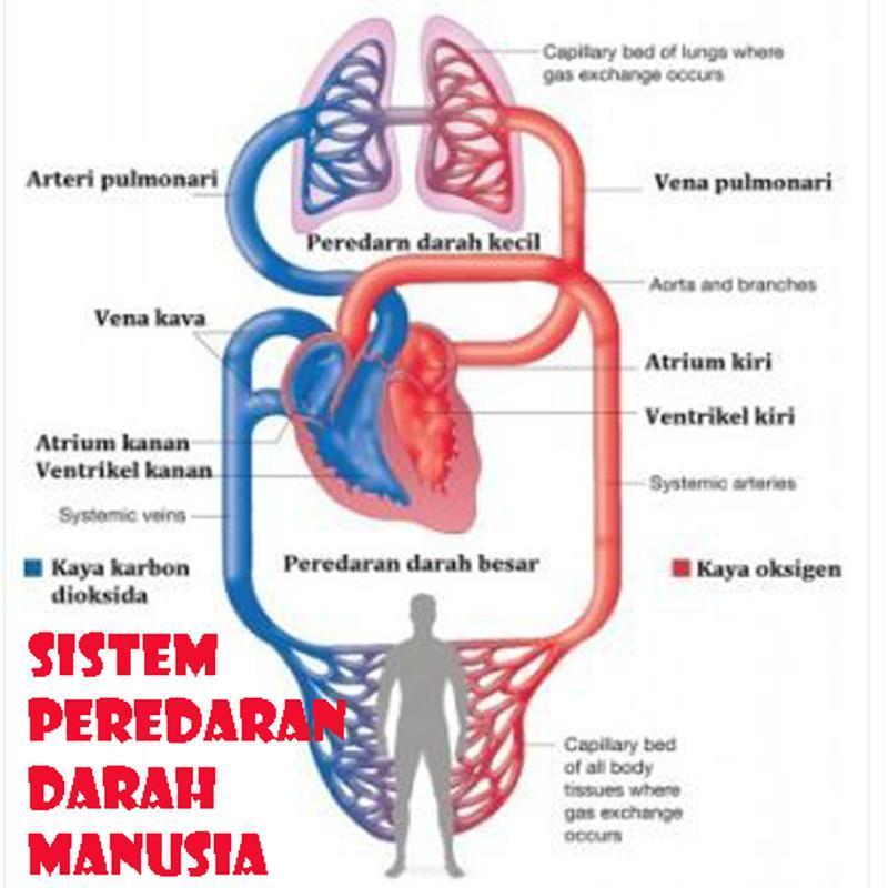 Detail Gambar Pembuluh Darah Manusia Yang Terluka Nomer 27